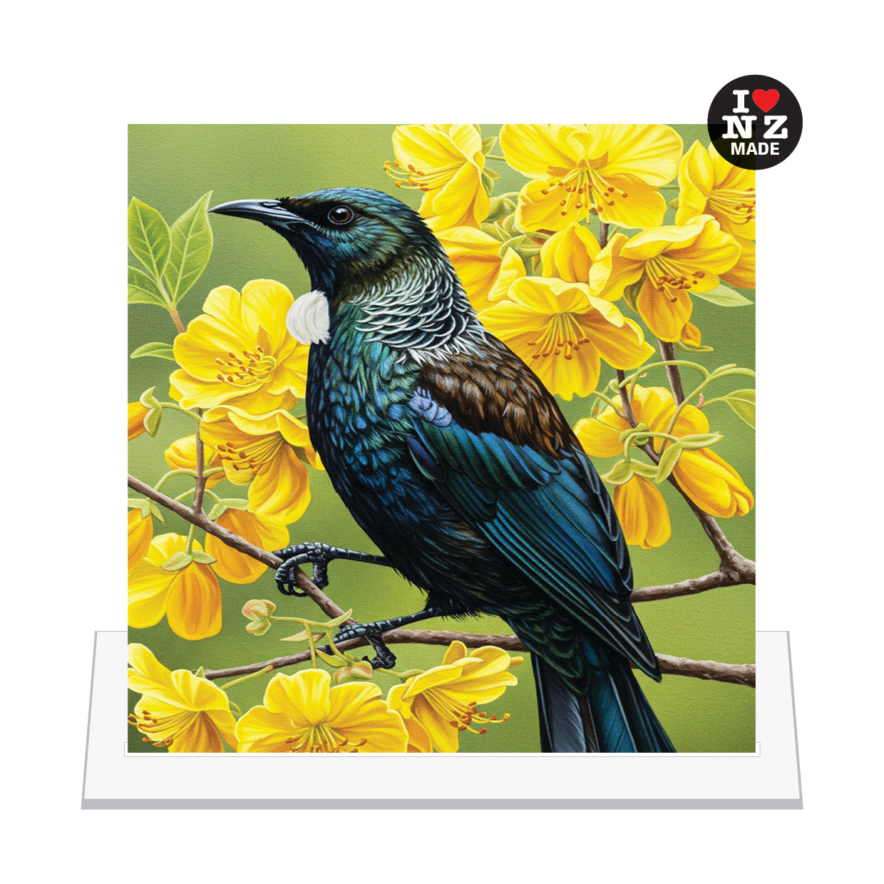Tui in Kowhai