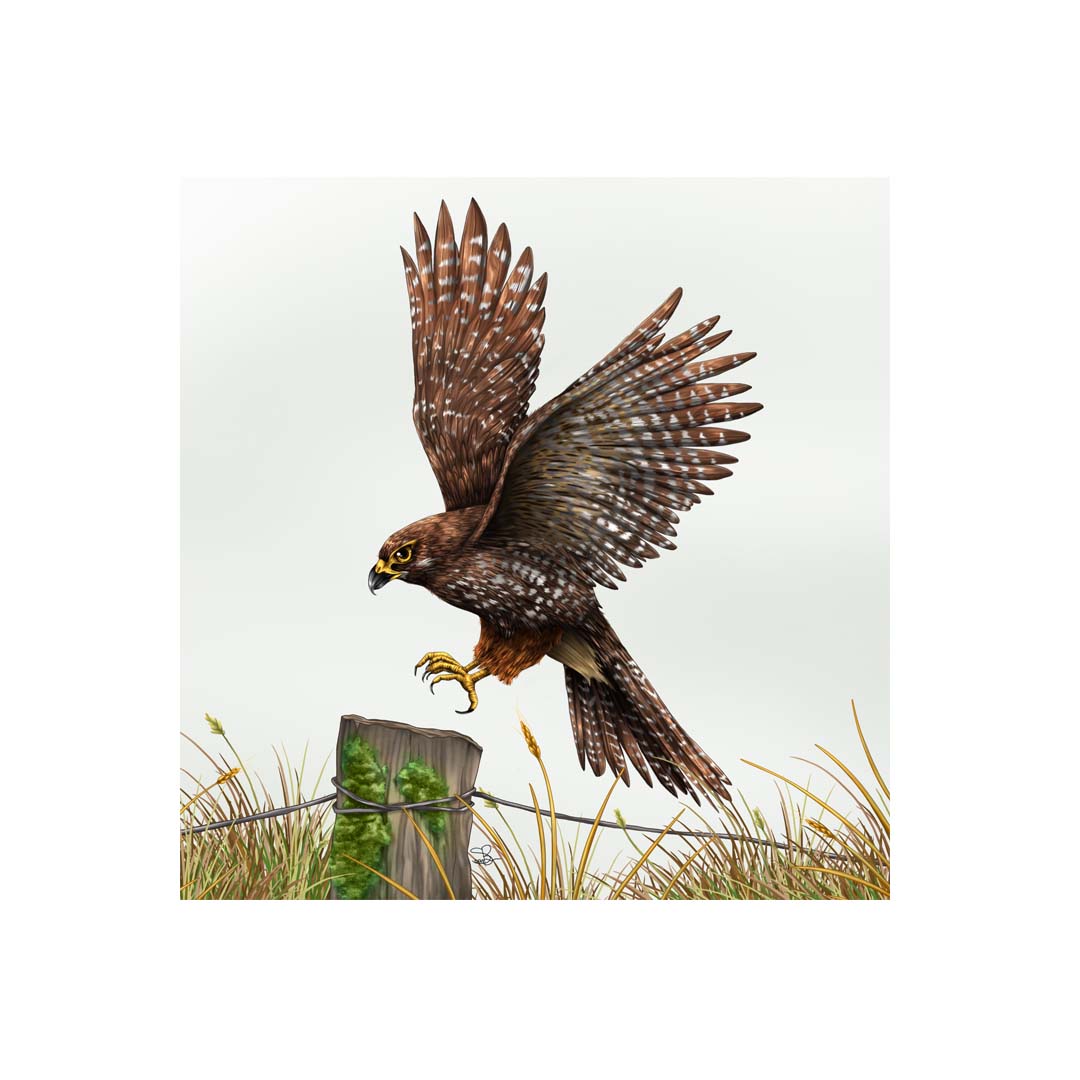 Tile - Falcon
