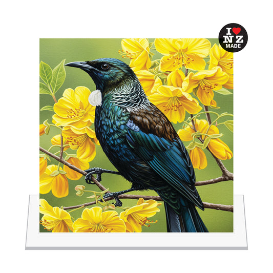 Tui in Kowhai